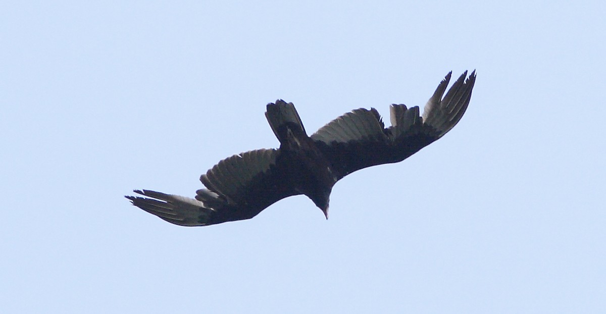 Turkey Vulture - ML266208711
