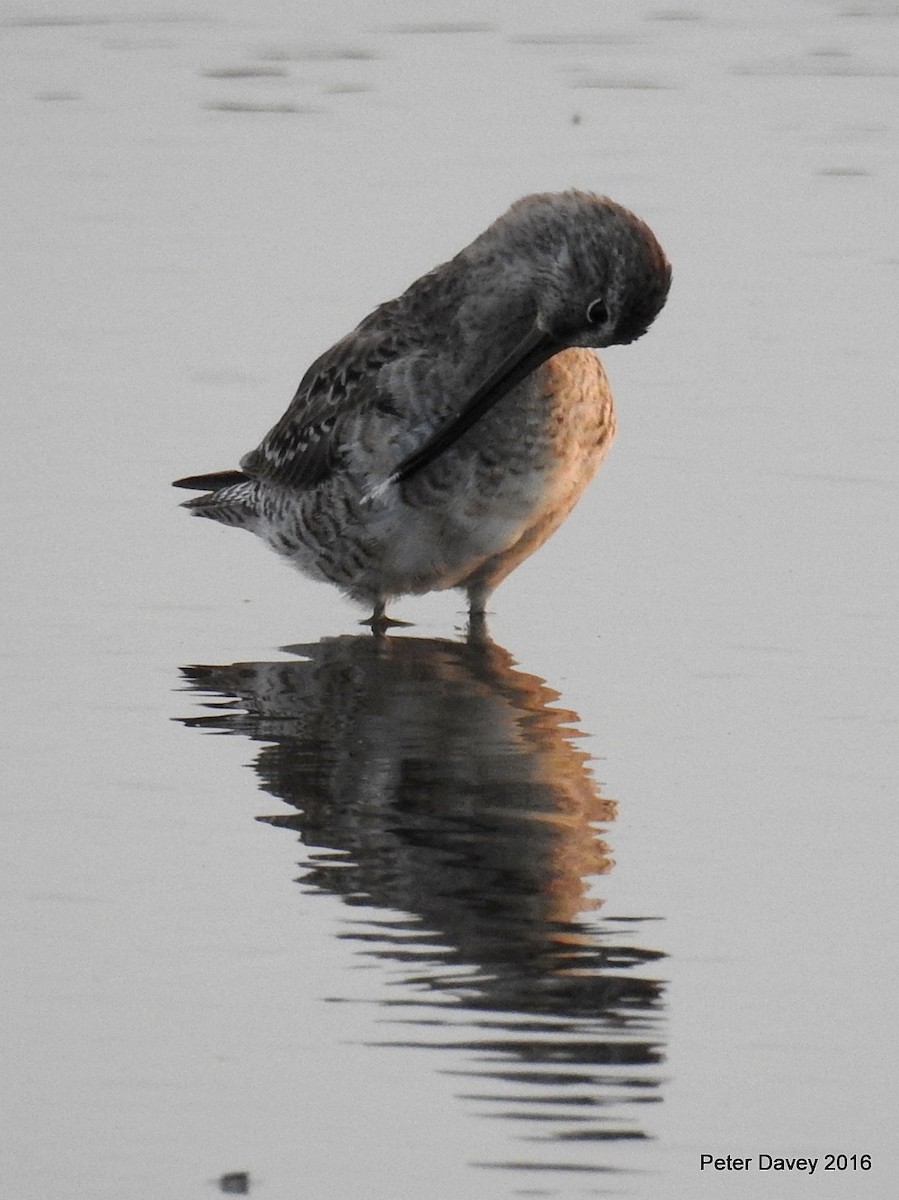 Long-billed Dowitcher - ML26621441