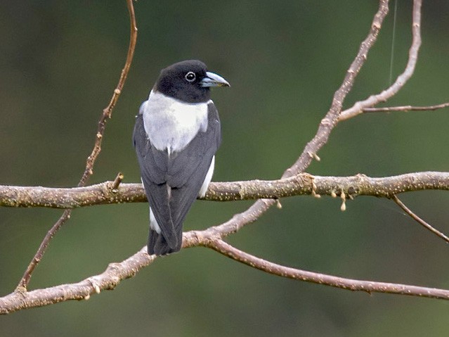 Bismarck Woodswallow - Lars Petersson | My World of Bird Photography