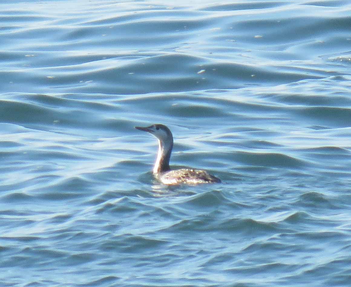 Red-throated Loon - ML26621901