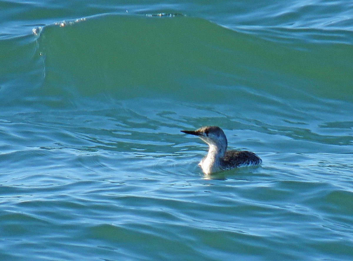 Red-throated Loon - ML26621911