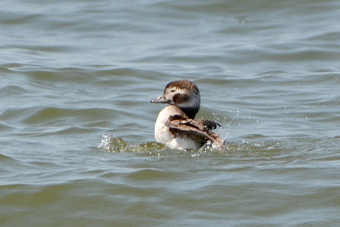 Long-tailed Duck - ML26622281