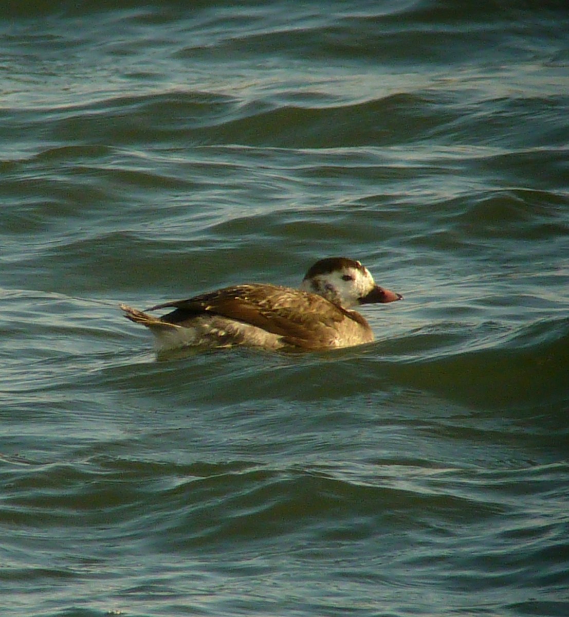 Long-tailed Duck - ML26622551