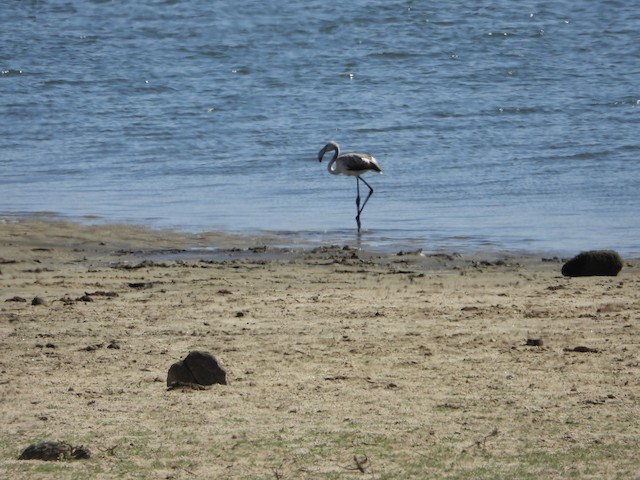 © joao magro - Greater Flamingo