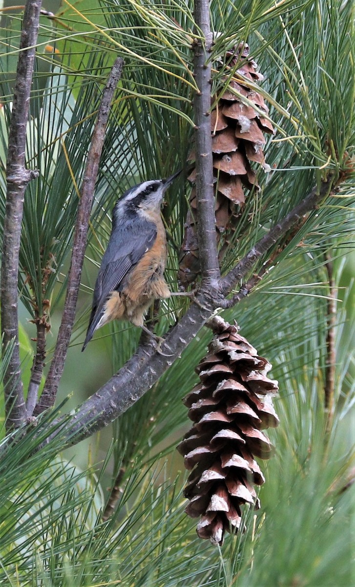 Red-breasted Nuthatch - ML266230441