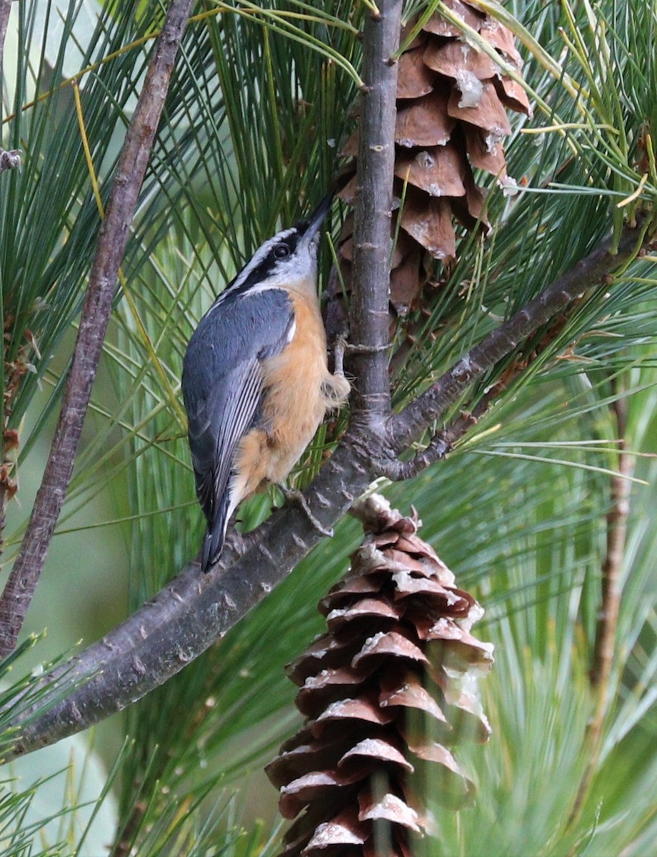 Red-breasted Nuthatch - ML266230461