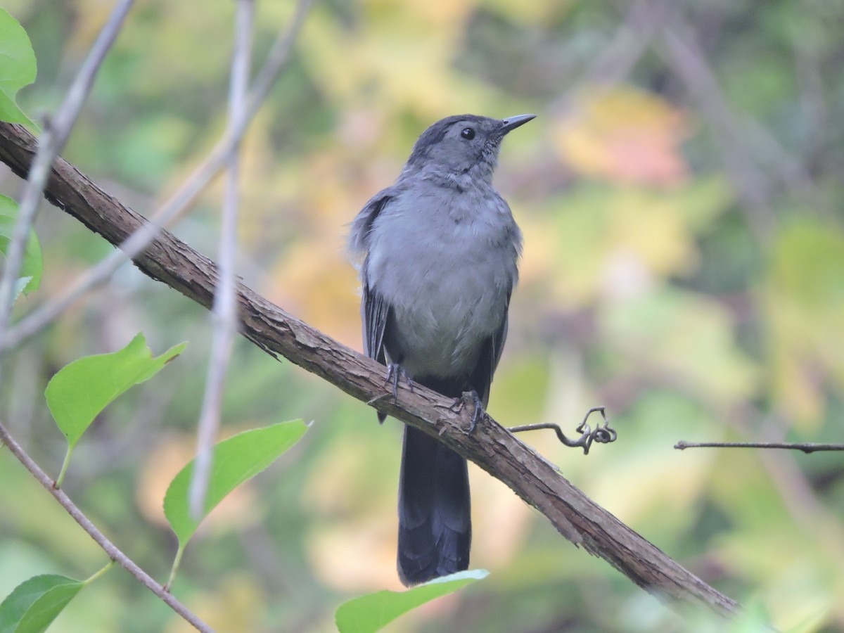 new-york-breeding-bird-atlas-checklist-26-sep-2020-albany-pine-bush