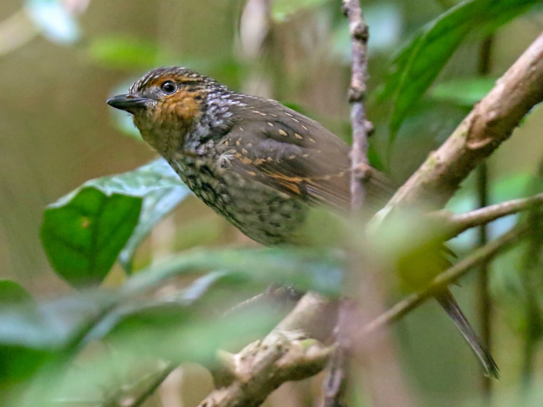 Mottled Berryhunter - Daniel López-Velasco | Ornis Birding Expeditions