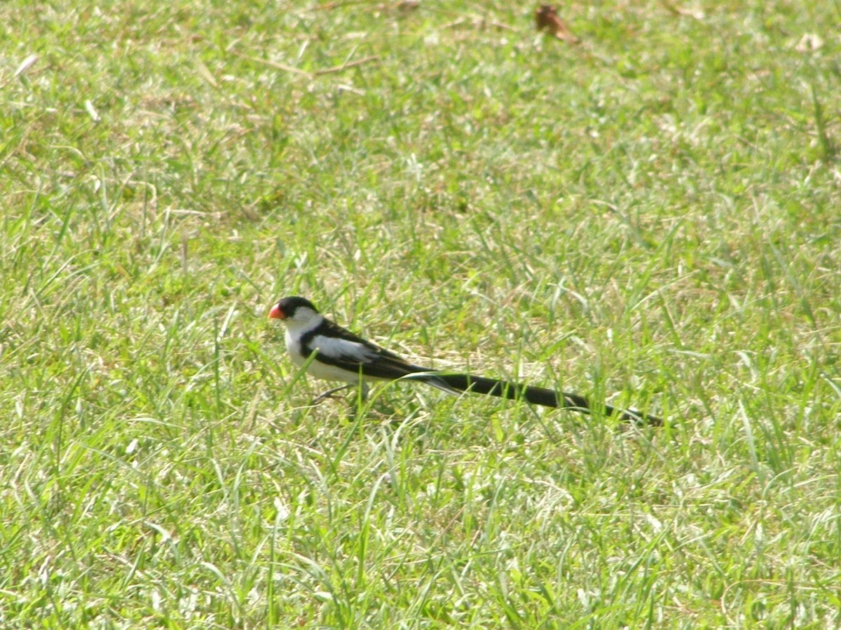 Pin-tailed Whydah - ML266236861