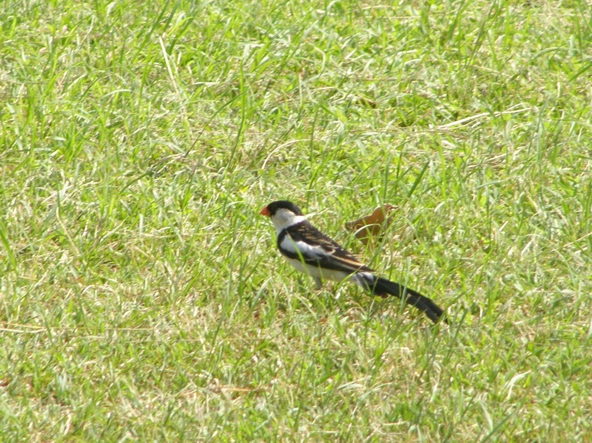 Pin-tailed Whydah - ML266236921