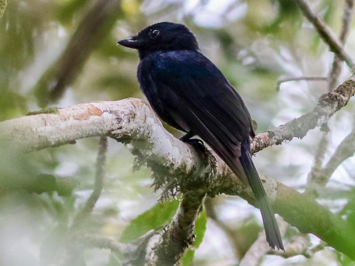 Drongo Fantail - Chris Wiley