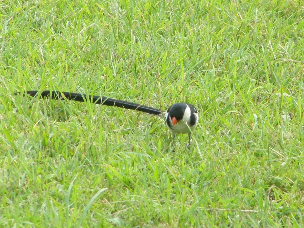 Pin-tailed Whydah - ML266244491