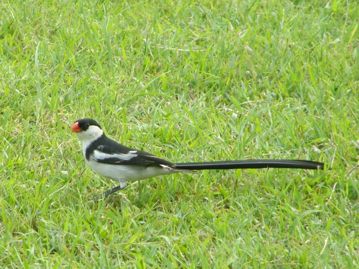 Pin-tailed Whydah - ML266244561