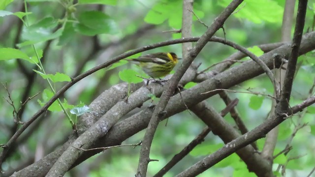 Cape May Warbler - ML266244591