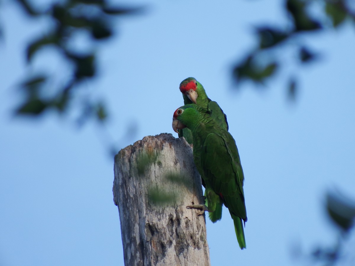 Red-crowned Parrot - ML266244831