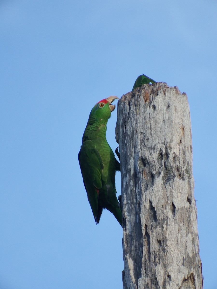 Red-crowned Parrot - ML266244841