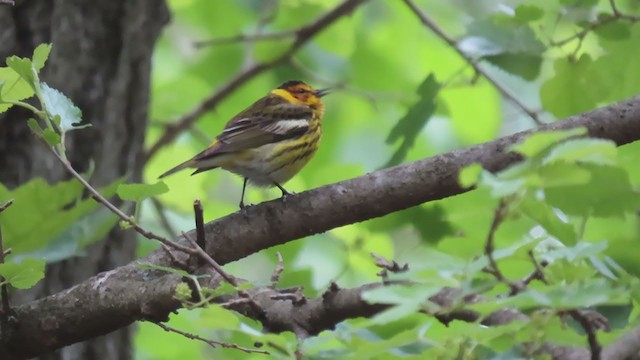 Cape May Warbler - ML266245031