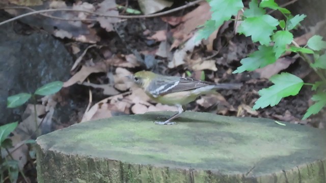 Bay-breasted Warbler - ML266246071