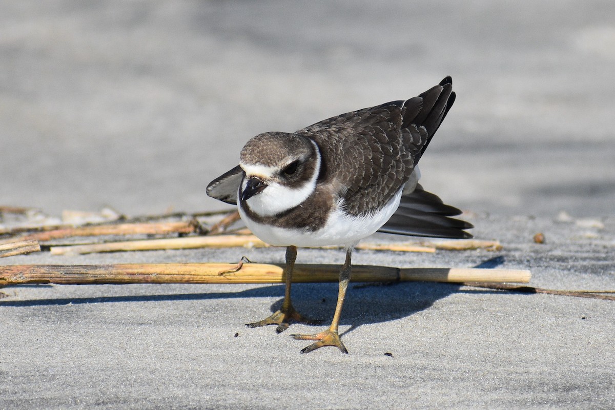 Semipalmated Plover - ML266251061