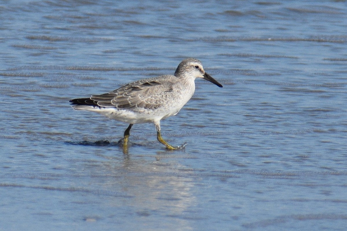 Red Knot - ML266251591