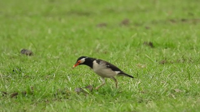 Indian Pied Starling - ML266262301