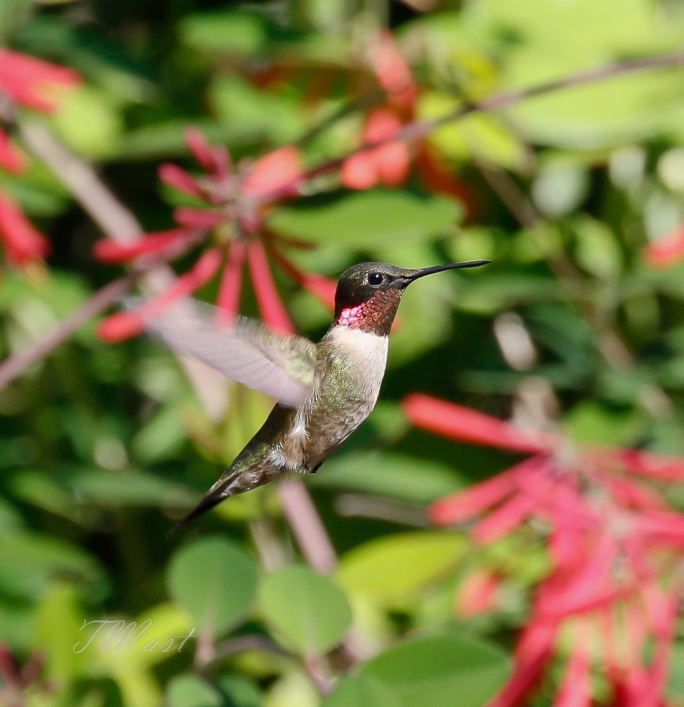 Ruby-throated Hummingbird - Tom Mast