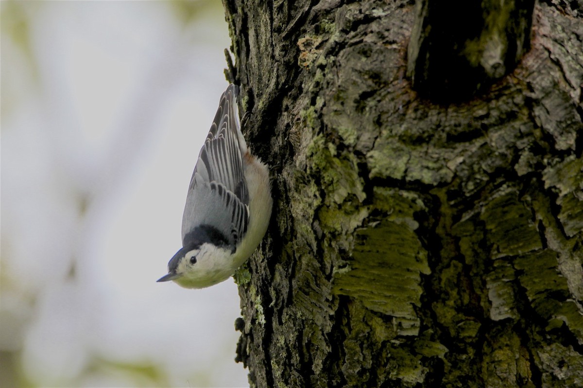 White-breasted Nuthatch - ML266269121