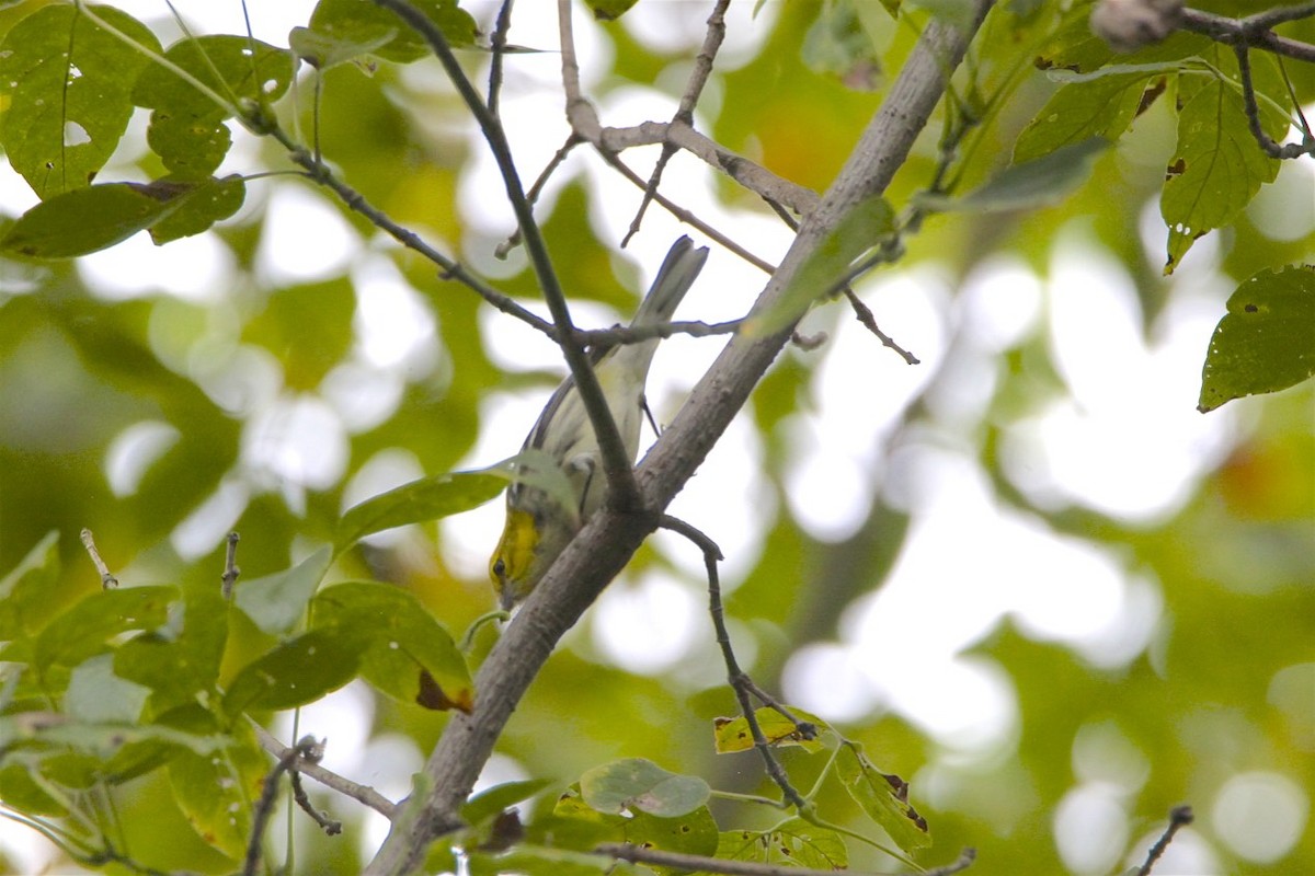 Black-throated Green Warbler - Vickie Baily