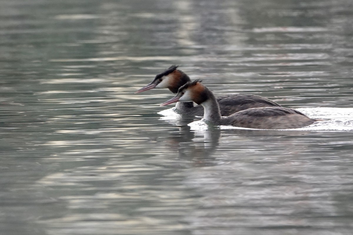 Great Crested Grebe - ML266271511