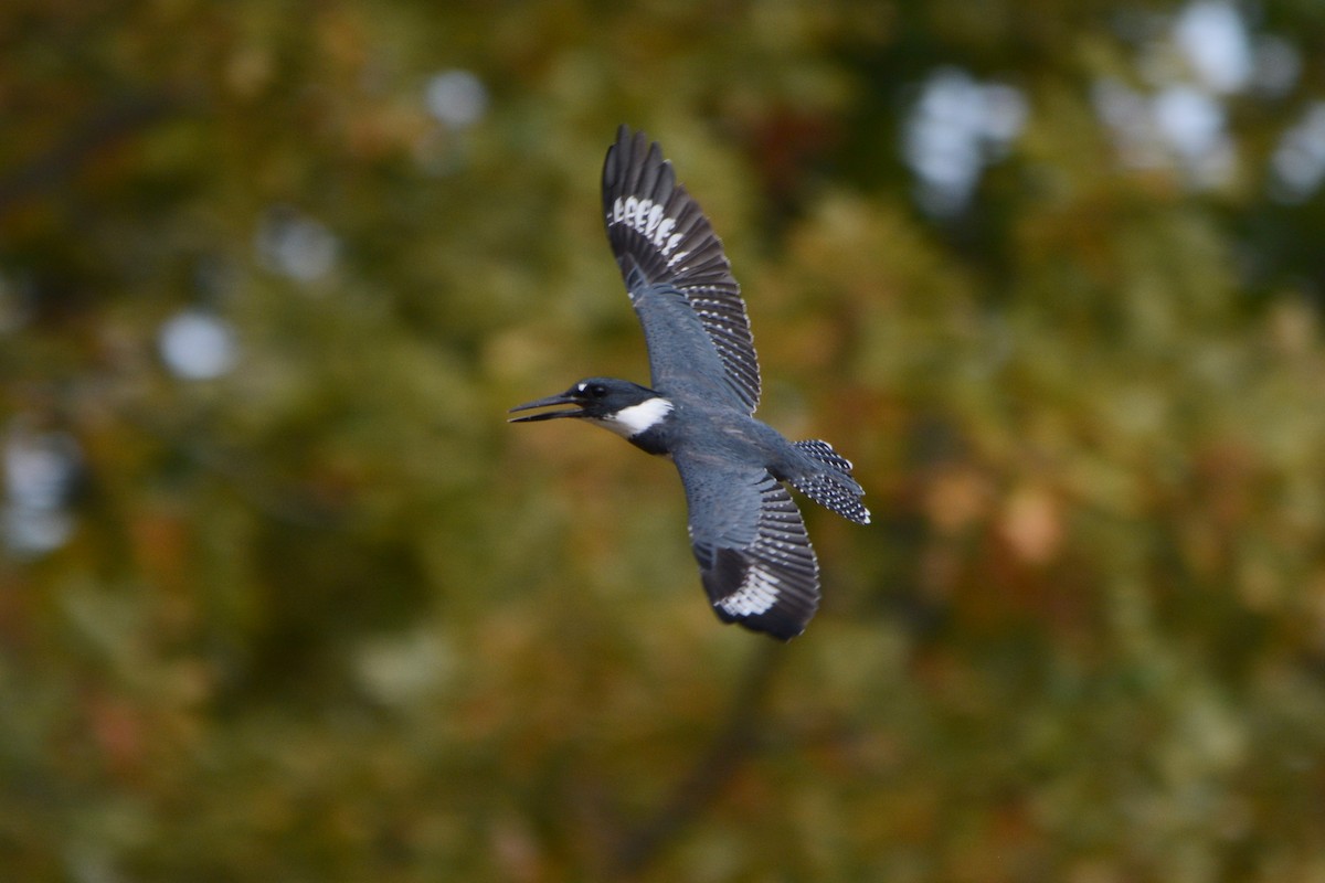 Belted Kingfisher - ML266274051