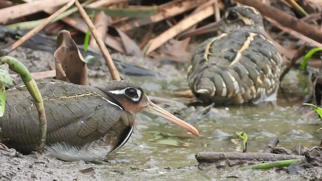 Greater Painted-Snipe - ML266275921