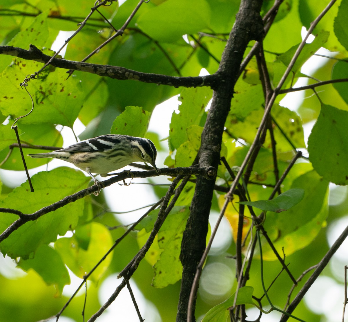 Black-and-white Warbler - ML266278081