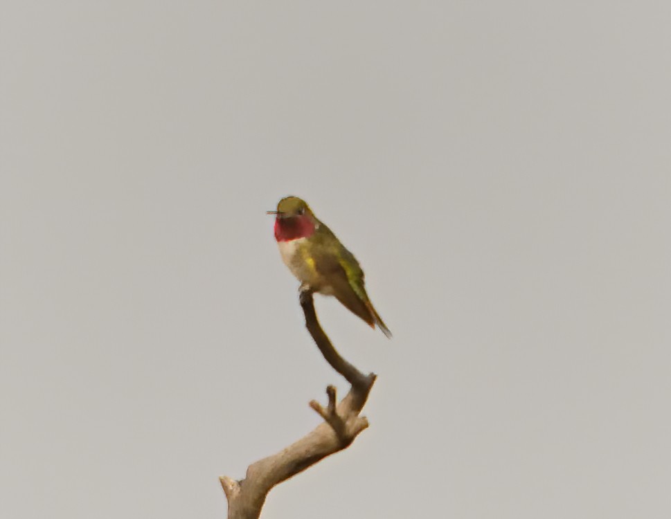 Broad-tailed Hummingbird - ML266282311