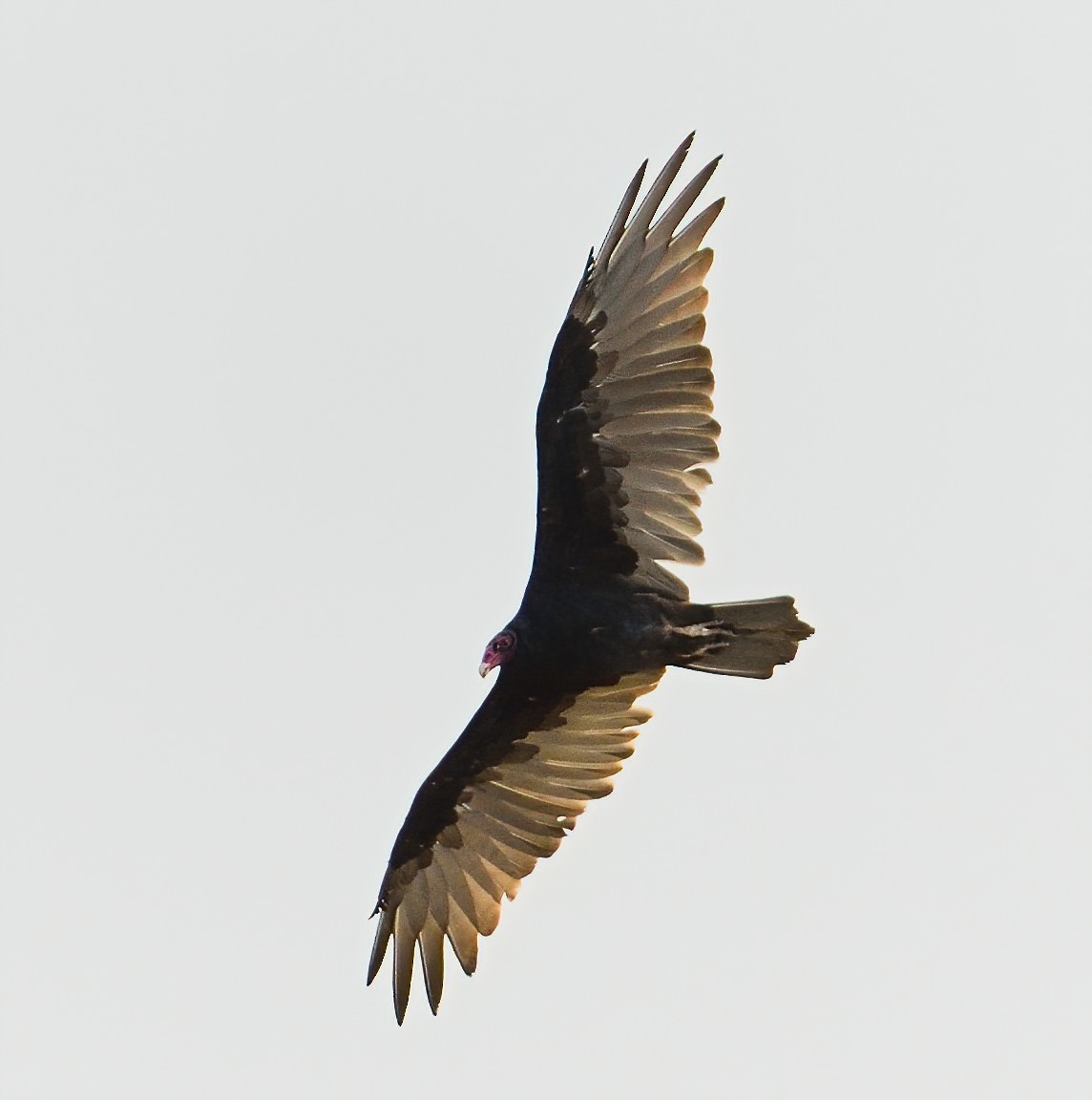 Turkey Vulture - ML266282371