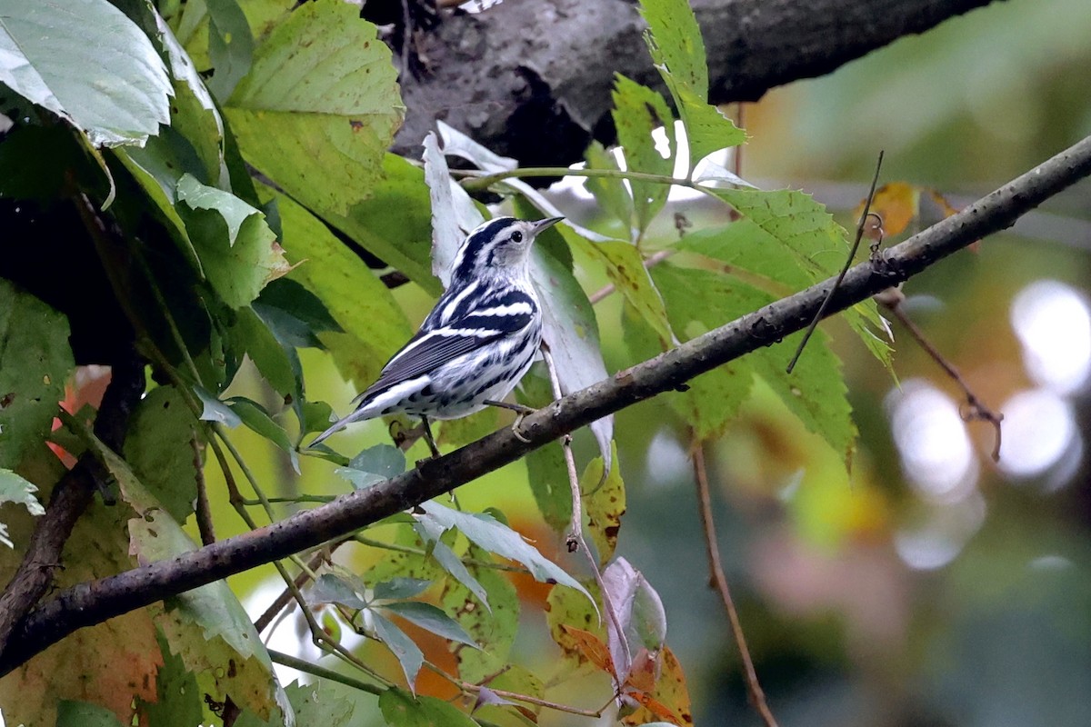 Black-and-white Warbler - ML266285501