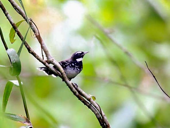 White-bellied Thicket-Fantail - Mehd Halaouate