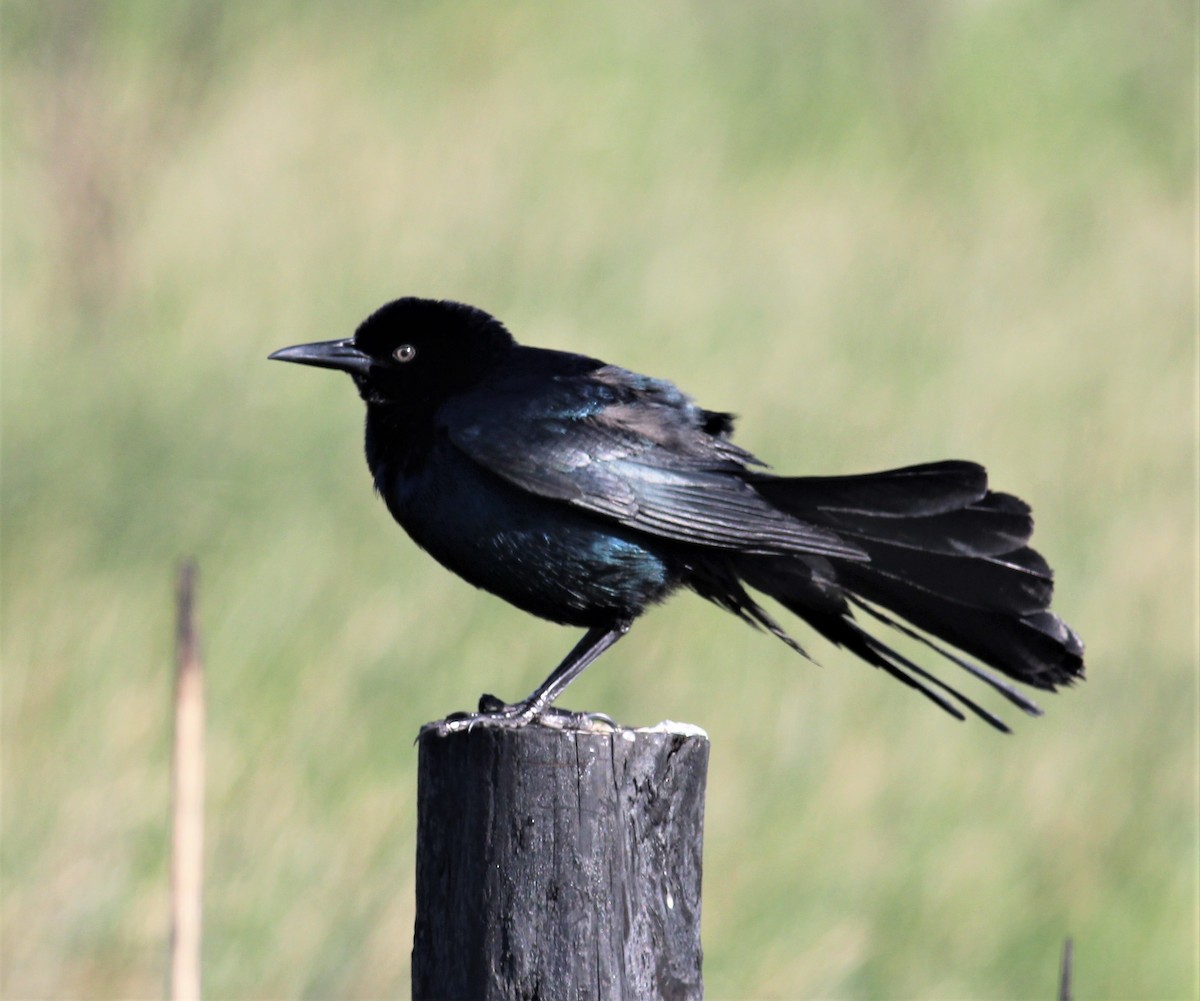 Boat-tailed Grackle - Mike Riley