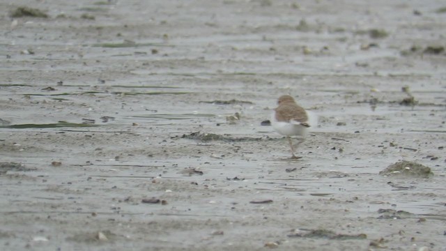 Collared Plover - ML266294951