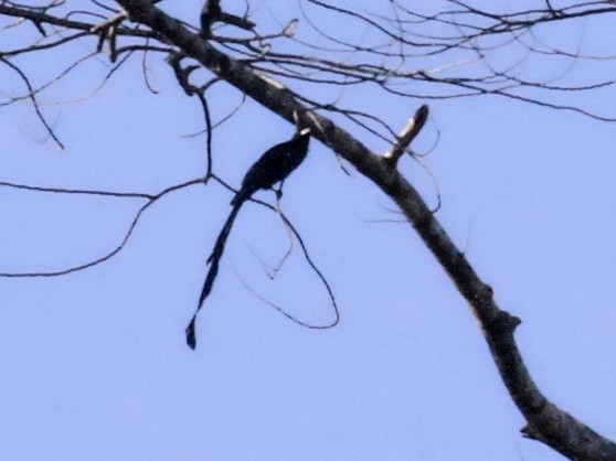 Ribbon-tailed Drongo - Charles Davies