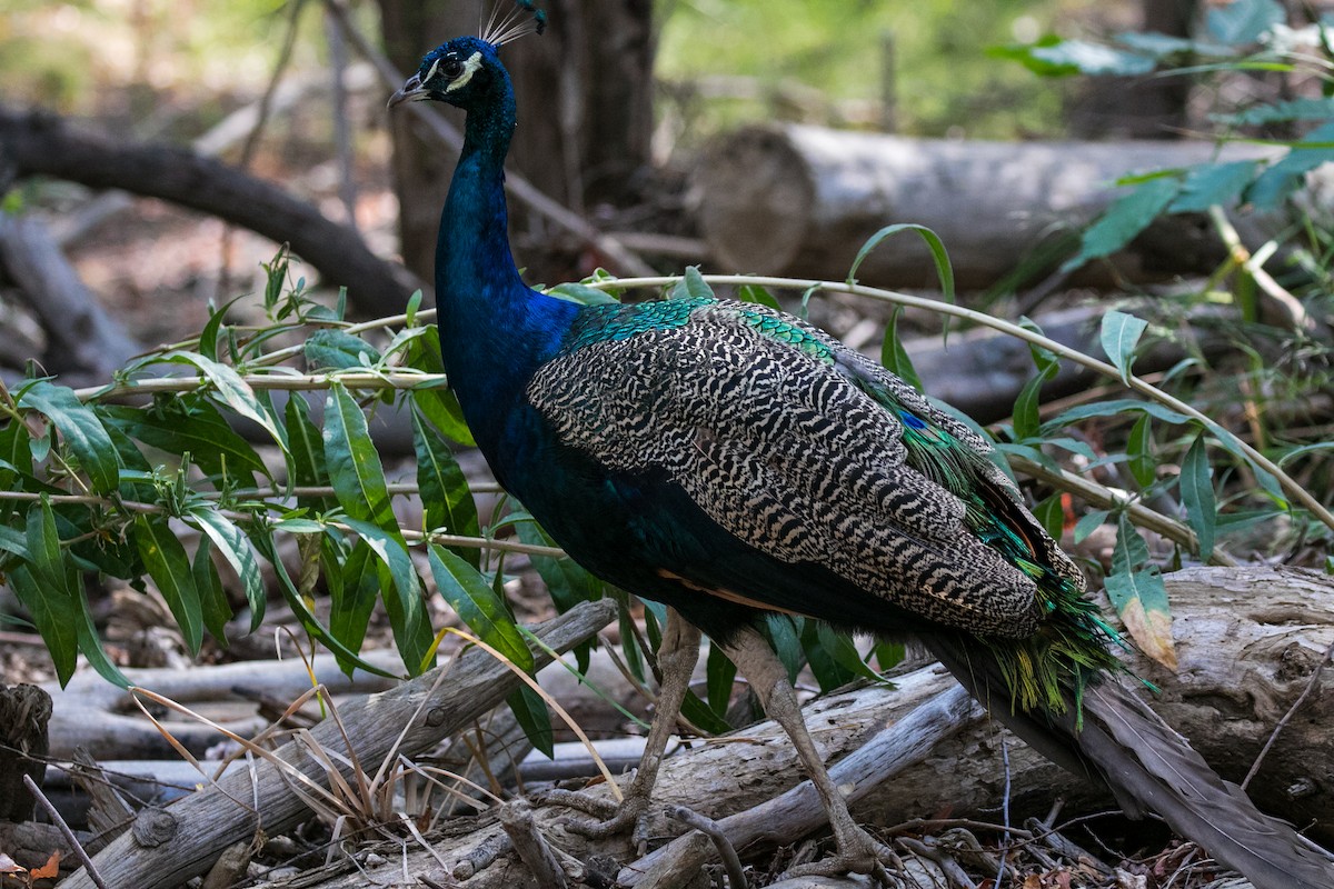 Indian Peafowl (Domestic type) - Spencer Seale