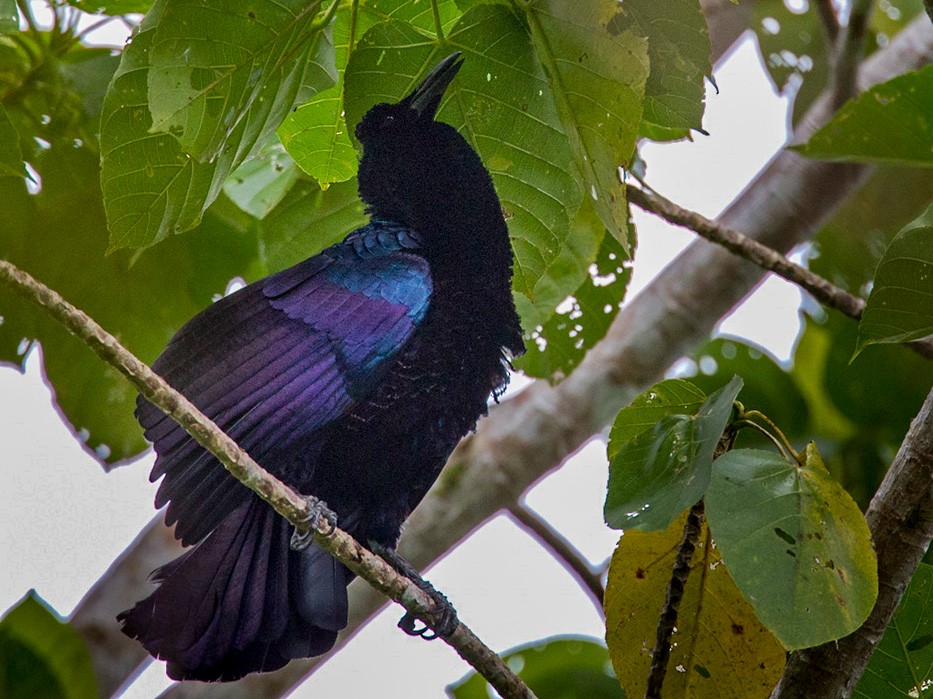 Curl-crested Manucode - Lars Petersson | My World of Bird Photography