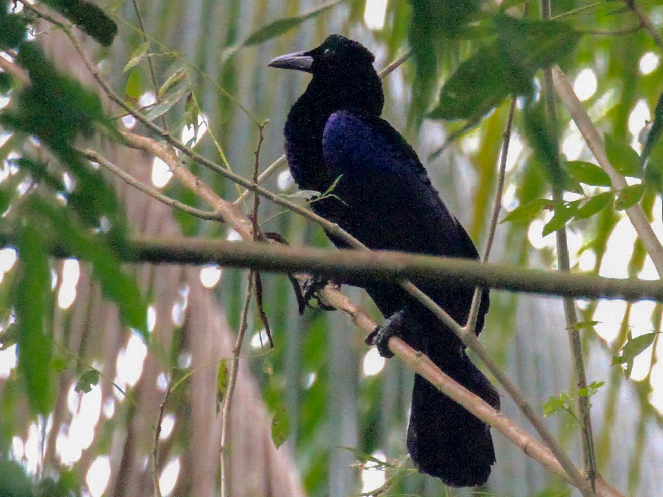 Curl-crested Manucode - eBird