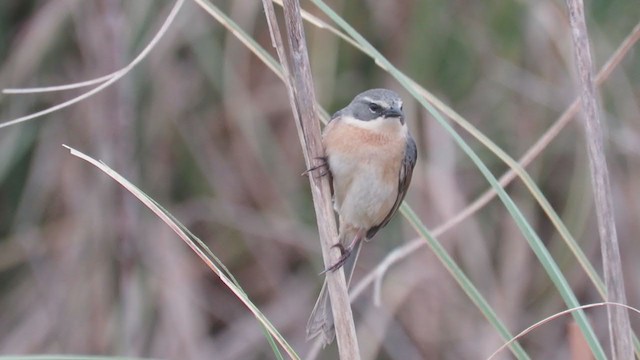 Long-tailed Reed Finch - ML266300351