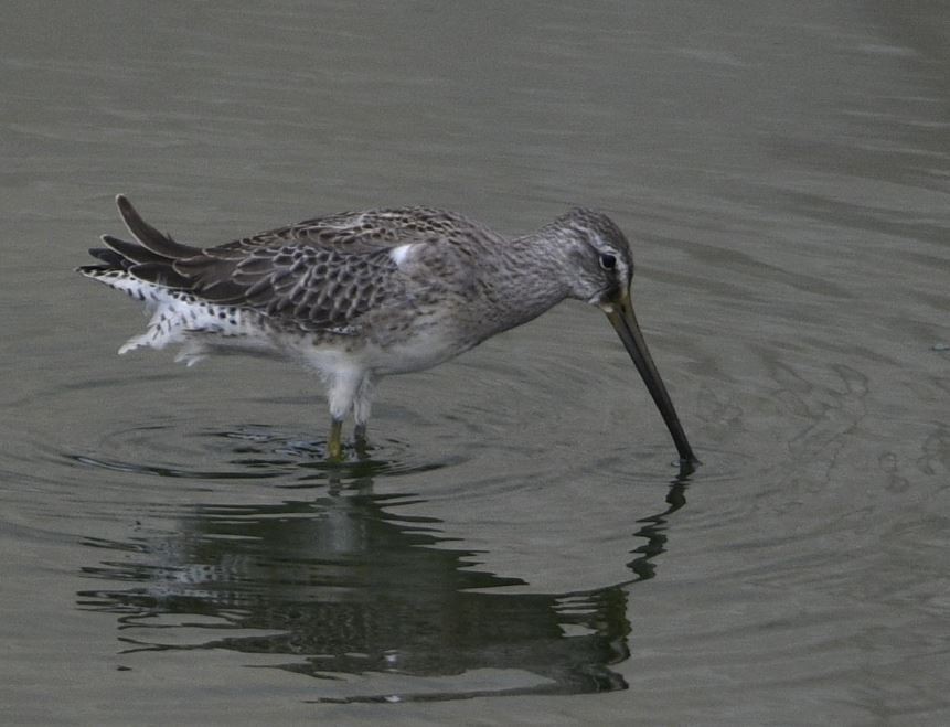 Long-billed Dowitcher - ML266300371
