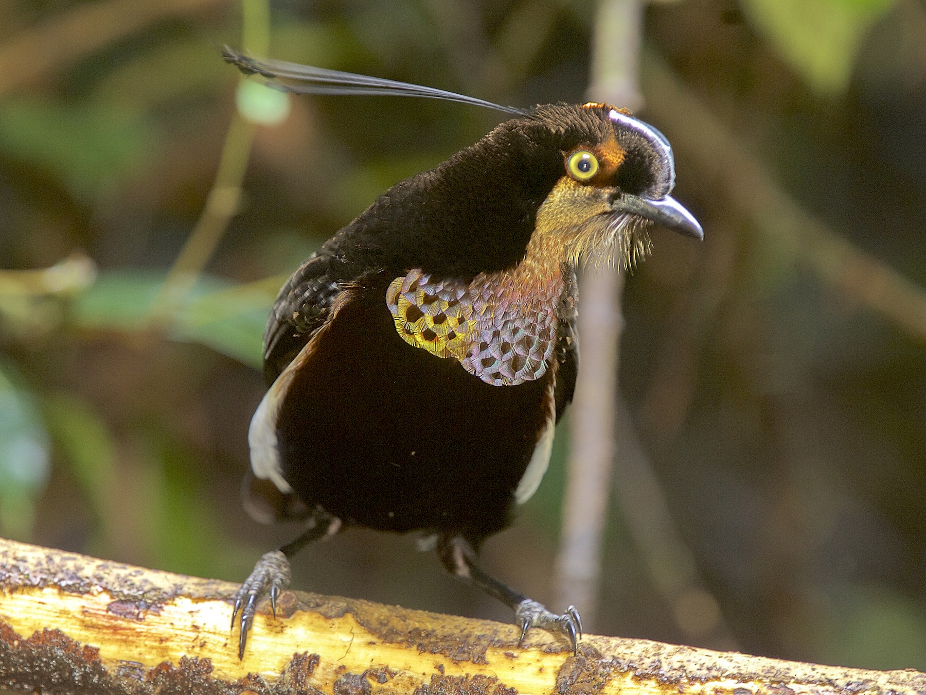 Carola's Parotia - eBird