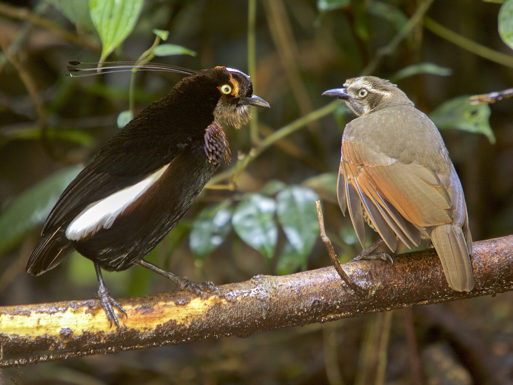 Carola's Parotia - Tim Laman