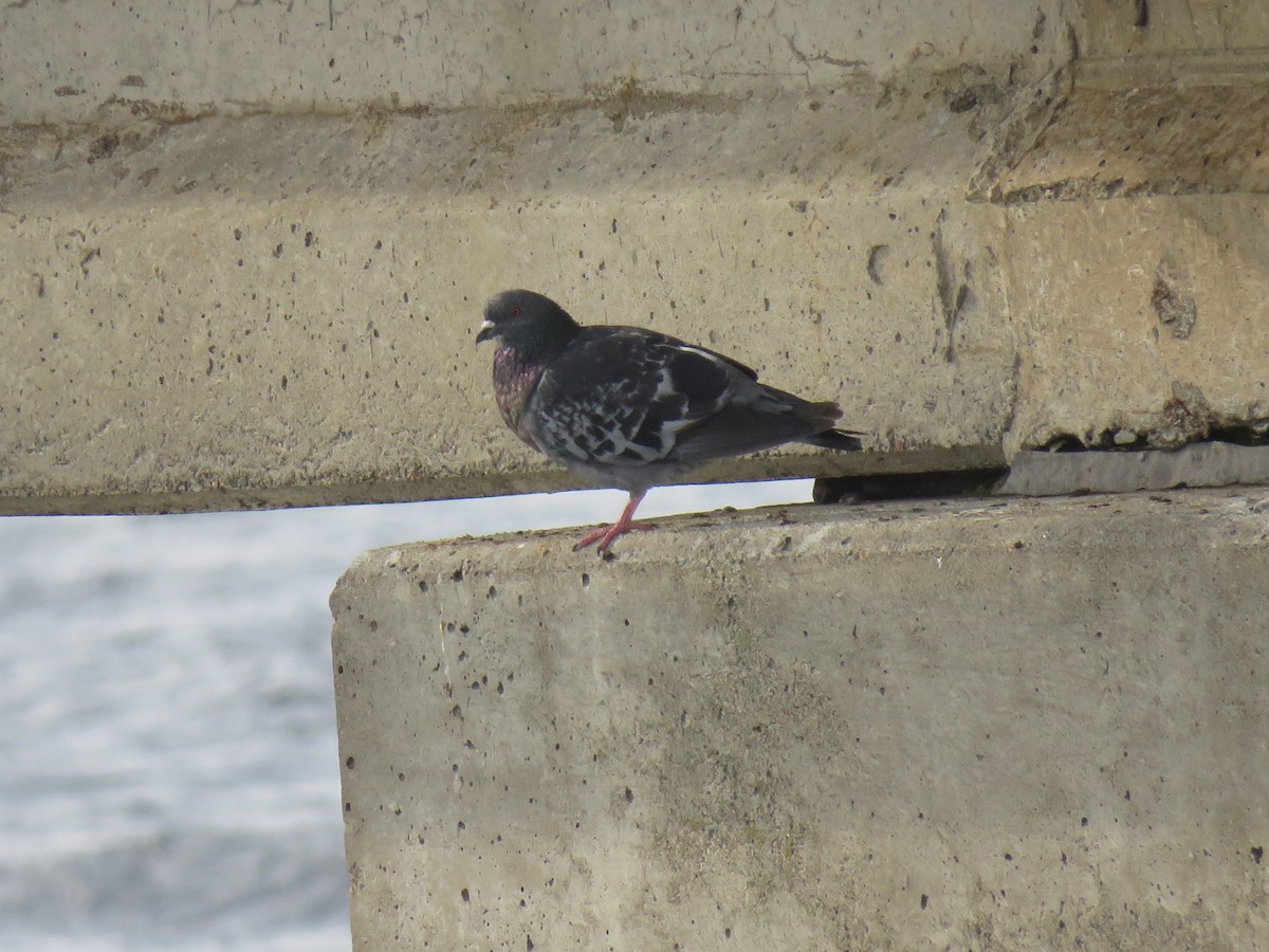 Rock Pigeon (Feral Pigeon) - Alexander Merrigan