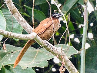 オナガカンザシフウチョウ - eBird
