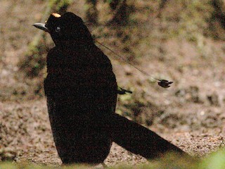 オナガカンザシフウチョウ - eBird
