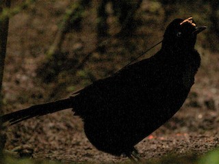 オナガカンザシフウチョウ - eBird